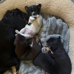 AKC Boy 1 - Black and white male Chihuahua puppy in Anoka, Minnesota from Anoka County MN AKC Chihuahuas