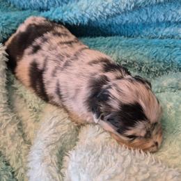 Harlow - Blue merle female Australian Shepherd puppy in Harrodsburg, Kentucky from Triple M Aussies