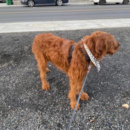Labradoodle All Grown Up from Jaci Schork's Labradoodles