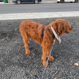 Labradoodle All Grown Up from Jaci Schork's Labradoodles