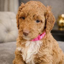 Sienna - Apricot Parti Teddy Bear Mini Goldendoodle Girl - Apricot female Goldendoodle puppy in Lancaster, California from Kid's Best Doodle