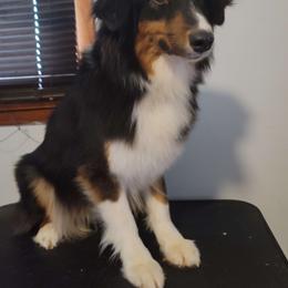 Orca - Black tri-color female Australian Shepherd puppy in Pottstown, Pennsylvania from Ramos Standards