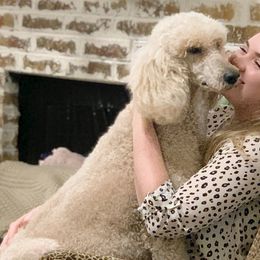 Cavapoos and Poodles from Van Haselen Poodles and Doodles
