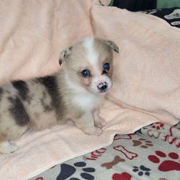 Snickers - Sable merle and white female American Corgi puppy in Dunbar, Nebraska from Vintage Corgis