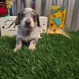 Fig - Piebald male Dachshund puppy in Fallon, Nevada from TS Dachshunds and Corgis
