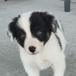 Border Collie Puppies from Bond Border Collies