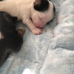 Yorkshire Terrier Puppies from Jackie Jenny’s Precious Yorkies