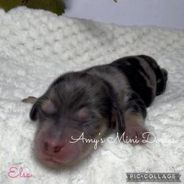Elsa - Dapple female Dachshund puppy in Jena, Louisiana from Amy’s Mini Doxies