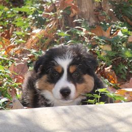 Beryl - Black tri male Miniature Australian Shepherd puppy in Philpot, Kentucky from MarLoWin Aussies