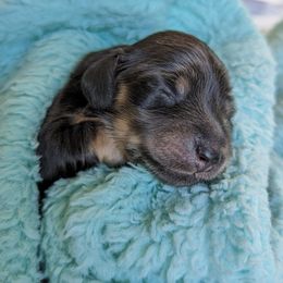 Dachshund Puppies from Sunflower Dachshunds