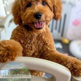 Sulley - Goldendoodle