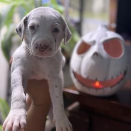 Snow - White and liver brown female Dalmatian puppy in Hastings, Florida from Love My Spotty Dalmatians