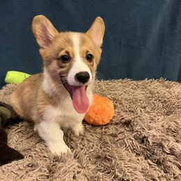Ranger - Red male Pembroke Welsh Corgi puppy in Minooka, Illinois from Lucky J Corgis