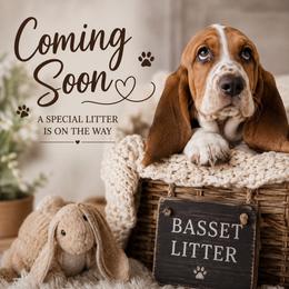 Boy 2 - Black brown and white male Basset Hound puppy in Lebanon, Ohio from Lady Mae Bassets & Doberman