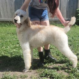 Sven - Poodle