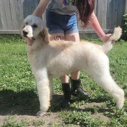 Sven - Poodle