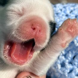 SuperStar - Gold and white male Shih Tzu puppy in New York, New York from Falling Star
