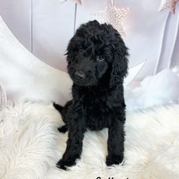 Bellagio - Black female Goldendoodle puppy in Grove, Oklahoma from Guinn Family Farms