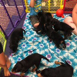 Rottweiler Puppies from Central Valley Rottweilers