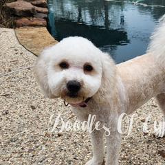 Reba - Goldendoodle