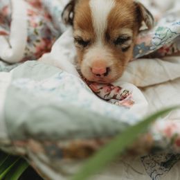 American Corgi and Pembroke Welsh Corgi Puppies from Dollhouse Farm