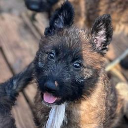 Ms. Pearl - Fawn sable female Belgian Laekenois puppy in Ball Ground, Georgia from Coswald's
