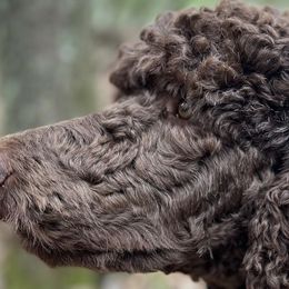Poodles from Family Adventure Poodles