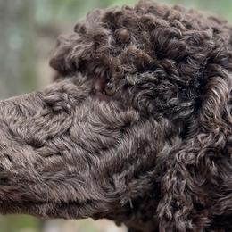 Poodles from Family Adventure Poodles