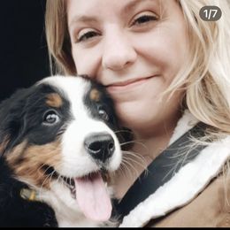 Bernese Mountain Dog Puppies from Lonesome Pine Farm