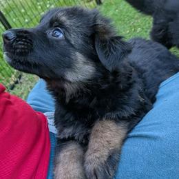 Red collar - Black and red male German Shepherd puppy in Garrett, Indiana from Devil-Dog Shepherds