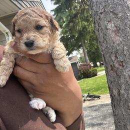 Daphne - Red  female Poodle puppy in Matteson, Illinois from Chitownpupz