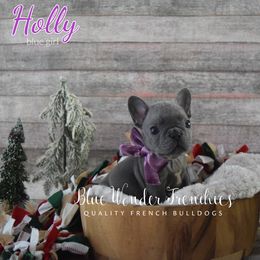 Holly - Blue female French Bulldog puppy in Loxahatchee, Florida from Blue Wonder Frenchies
