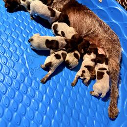 Bijou - Brown and gray female Wirehaired Pointing Griffon puppy in Shelbyville, Texas from AndersonK9Kennels Bayou Beards