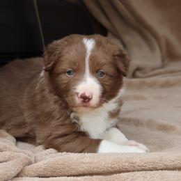 Orange Collar - Red male Border Collie puppy in Courtland, Alabama from C Bar C Ranch Border Collies