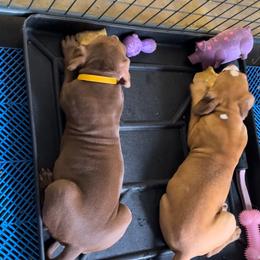 American Bully Puppies from TEXAS BULLY FAMILY