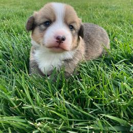 Copper - Sable male Pembroke Welsh Corgi puppy in Saratoga, Wyoming from Maria's Pembroke Welsh Corgis