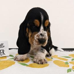 Wednesday - Black white and brown female Basset Hound puppy in Denison, Texas from Emma Lou's Baby Bassets