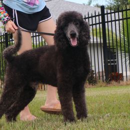 Ares AKC Dozen Champion Bloodlines Genetically Tested Double Clear - Blue male Poodle puppy in Haines City, Florida from Divine Poodle Paradise Standard Poodles & Divine Dachshunds