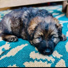 Sriracha - Sable female German Shepherd puppy in Royston, Georgia from Samhain Shepherds