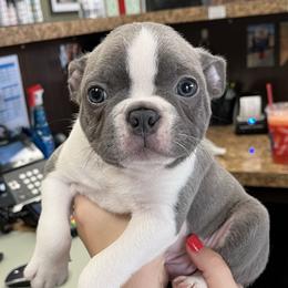 Boston Terrier and Rat Terrier Puppies from Sugar Baby Bostons