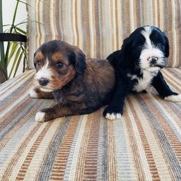 Bernedoodle, Cavapoo, and Goldendoodle Puppies from Doodle Amore