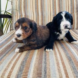 Bernedoodle, Cavapoo, and Goldendoodle Puppies from Doodle Amore