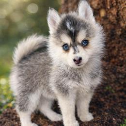 Cuddles - Gray and white female Pomsky puppy in La Verne, California from Red Cedar Pomskies