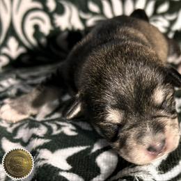 Evie - Salt and pepper female Miniature Schnauzer puppy in Frankford, Delaware from Miniature Schnauzers of Delmarva
