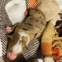 Niner - Red merle male Miniature Australian Shepherd puppy in Enoch, Utah from Twisted H Aussies