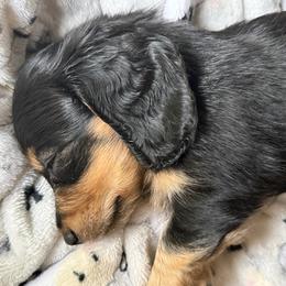 Baby Girl - Black and cream female Dachshund puppy in Easley, South Carolina from Castle Hill Doxies, LLC