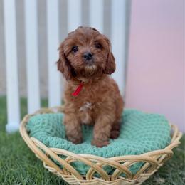 Bagel - Red male Cavapoo puppy in Apache Junction, Arizona from Coffey House Doodles