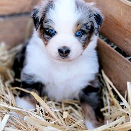 Australian Shepherd and Great Pyrenees Puppies from Naches Heights Ranch