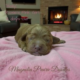 Holly Pink Girl - Red female Cavapoo puppy in Lavon, Texas from Magnolia Prairie Doodles