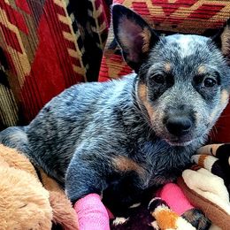 Australian Cattle Dogs from Pestarino Ranch